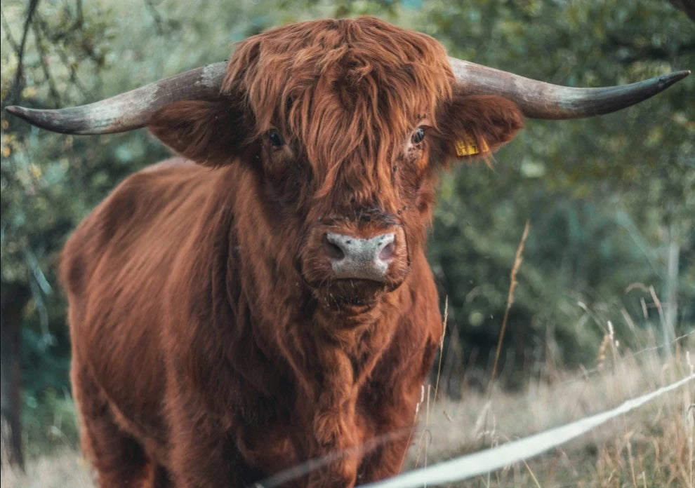 Idaho's Cattle